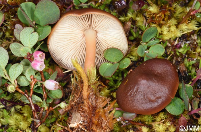 Gymnopus alpinus