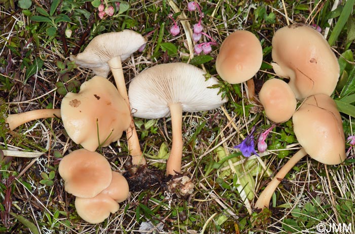 Gymnopus aquosus