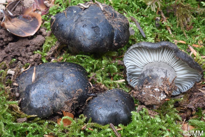 Hygrophorus marzuolus