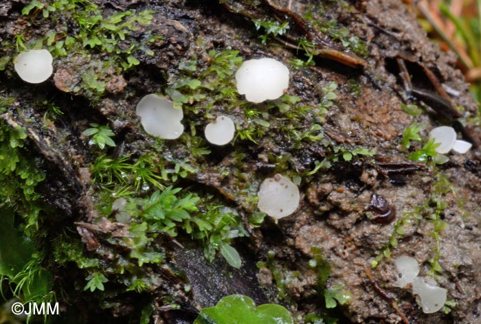 Hymenoscyphus geogenus