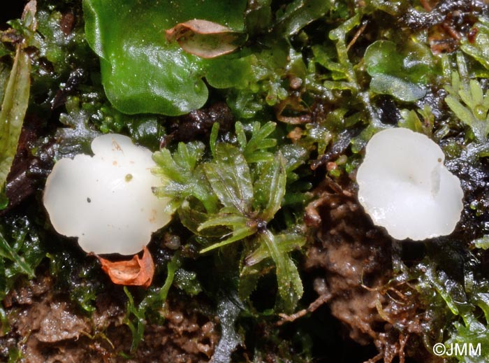 Hymenoscyphus geogenus