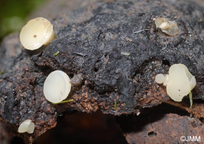 Hymenoscyphus geogenus
