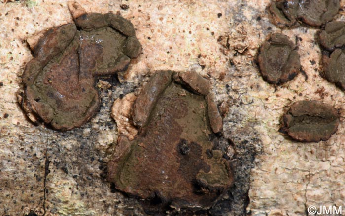 Hypoxylon cercidicola