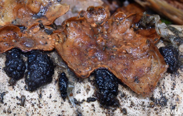 Hypoxylon multiforme = Annulohypoxylon multiforme = Jackrogersella multiformis