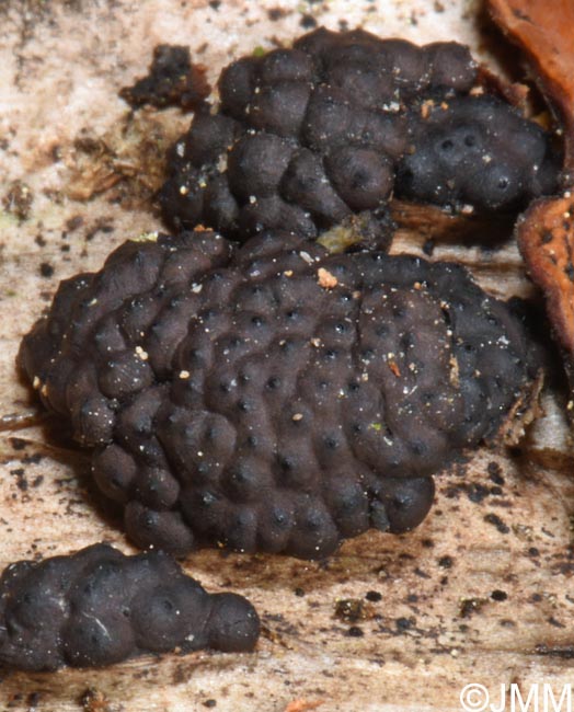 Hypoxylon multiforme = Annulohypoxylon multiforme = Jackrogersella multiformis