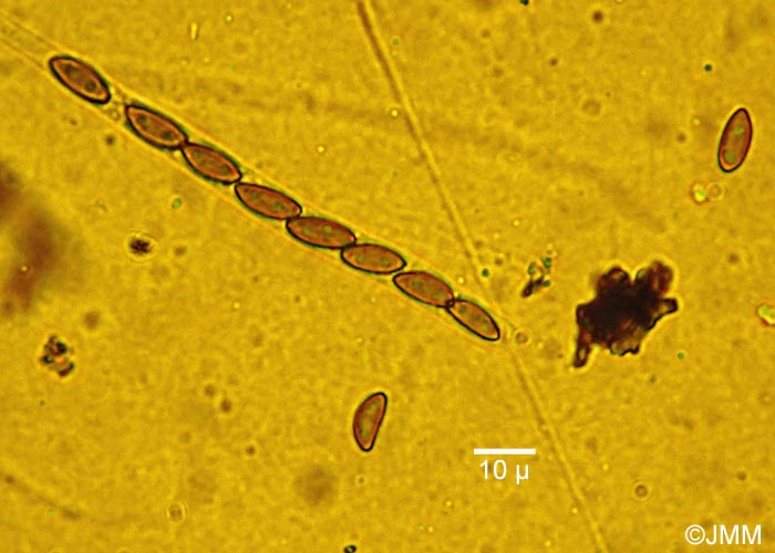 Hypoxylon multiforme = Annulohypoxylon multiforme = Jackrogersella multiformis