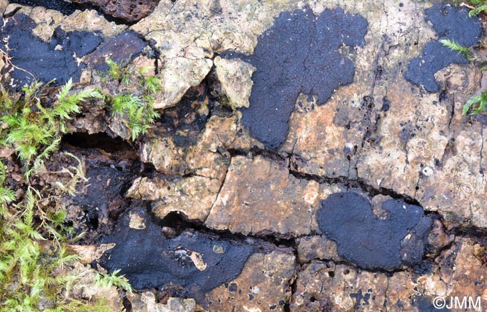 Hypoxylon perforatum