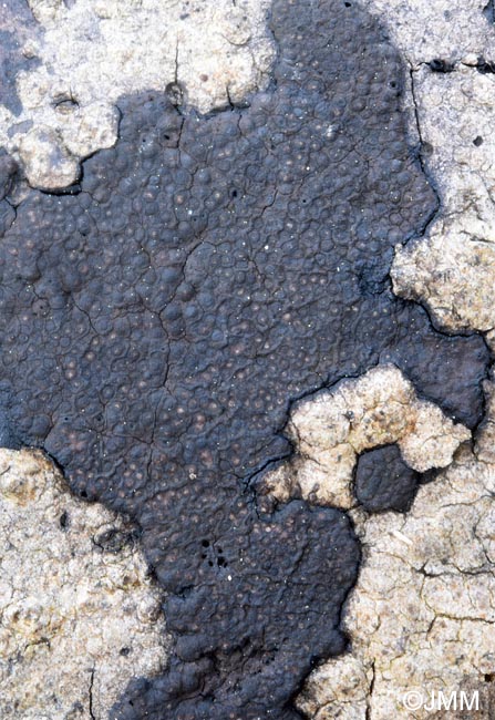 Hypoxylon perforatum