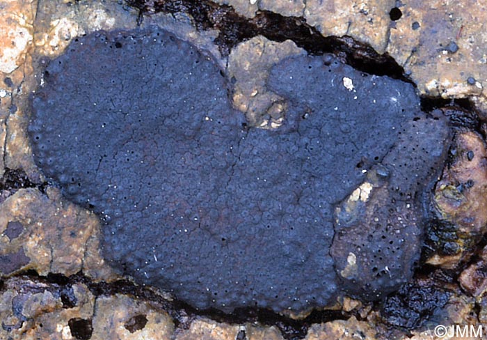 Hypoxylon perforatum