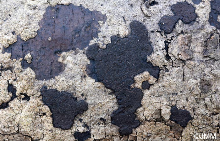 Hypoxylon perforatum