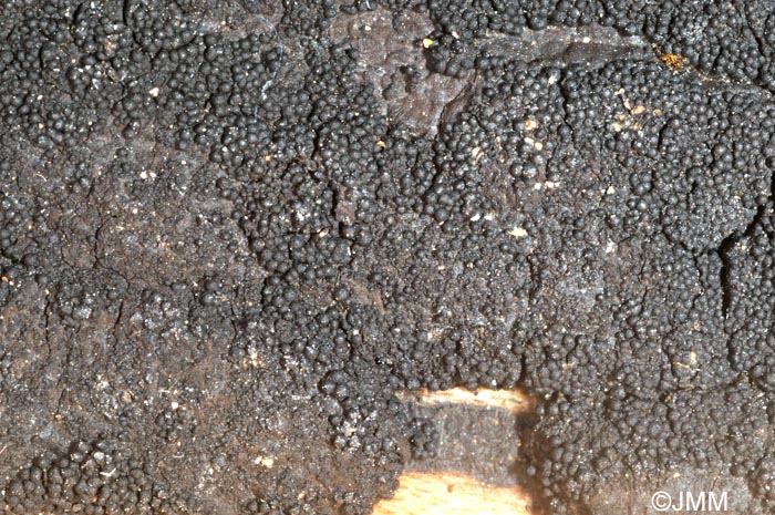 Immotthia atrograna