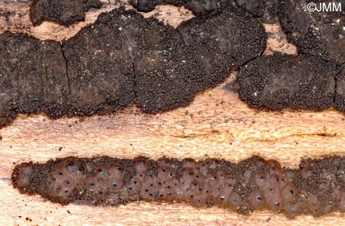 Immotthia atrograna