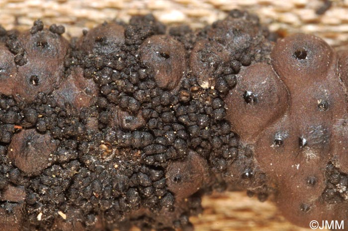 Immotthia atrograna