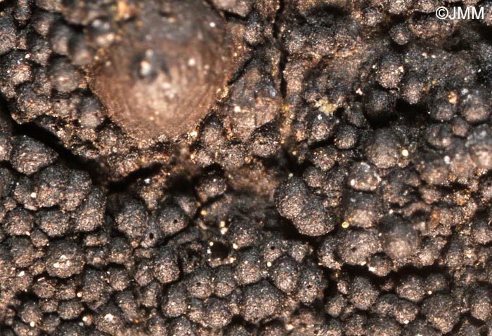 Immotthia atrograna