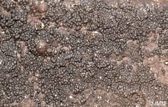 Immotthia atrograna