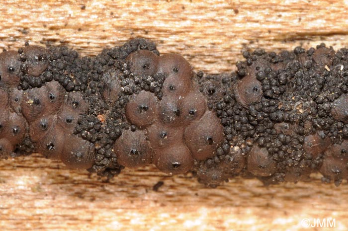 Immotthia atrograna