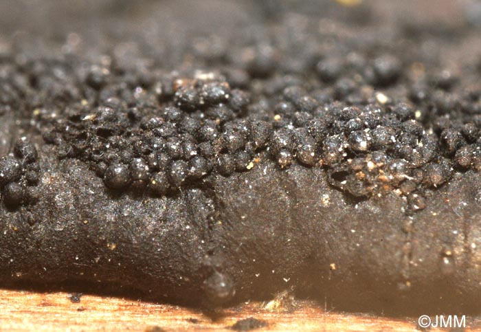 Immotthia atrograna