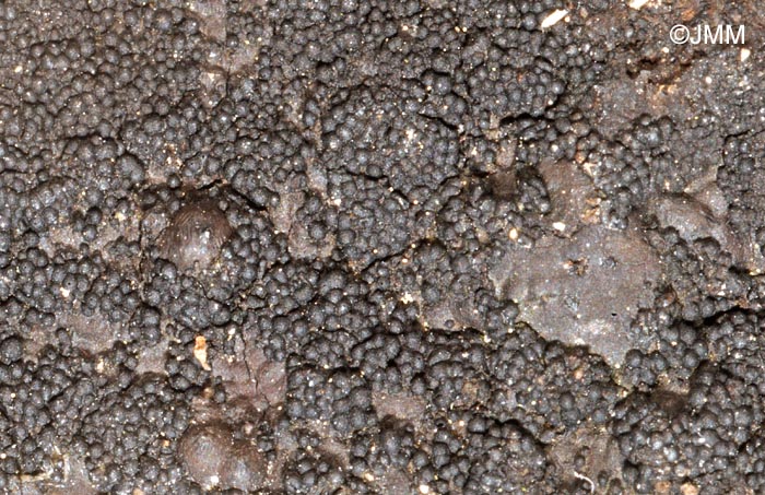 Immotthia atrograna
