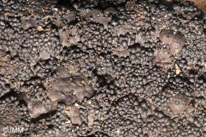 Immotthia atrograna