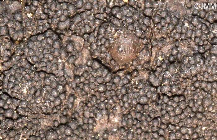 Immotthia atrograna