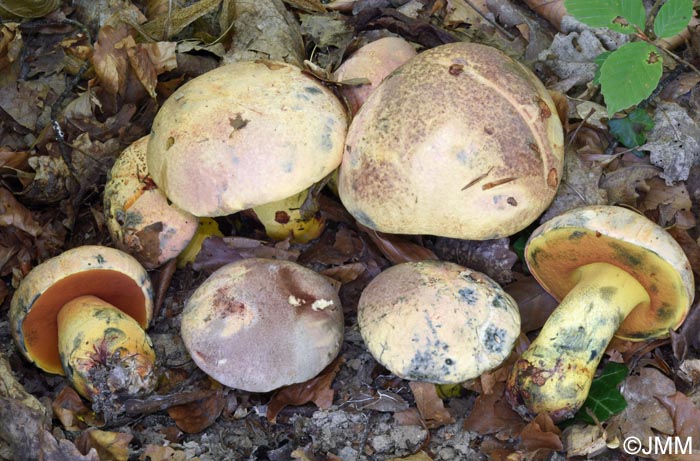 Imperator rhodopurpureus