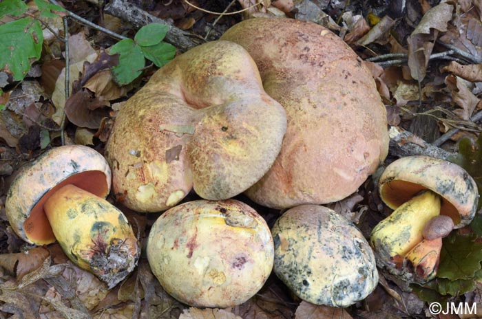 Imperator rhodopurpureus