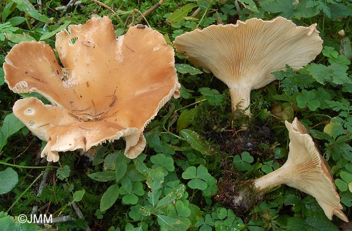 Infundibulicybe montana