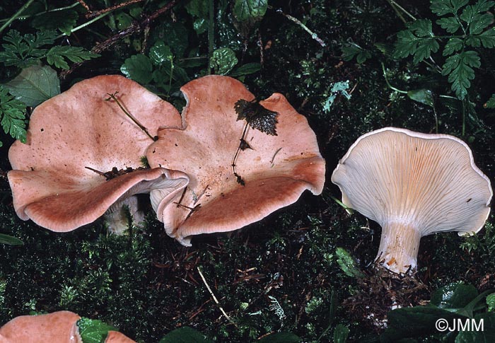 Infundibulicybe montana