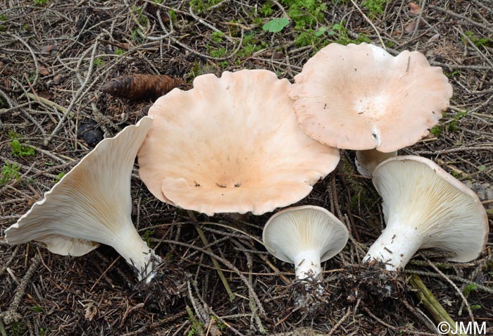 Infundibulicybe montana