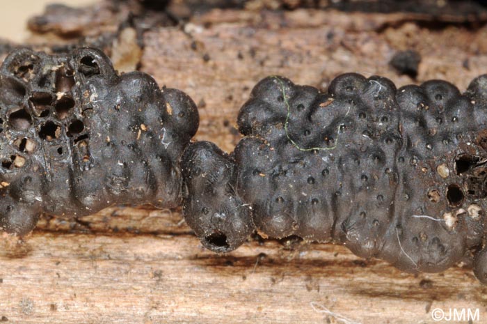 Jackrogersella minutella = Hypoxylon cohaerens var. microsporum