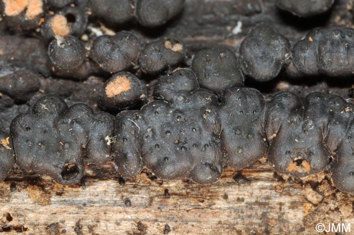 Jackrogersella minutella = Hypoxylon cohaerens var. microsporum