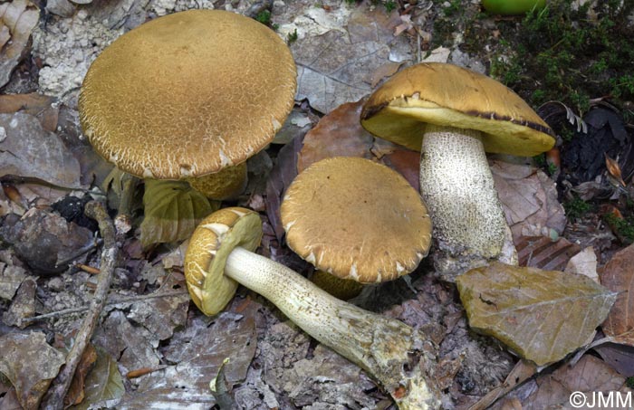 Leccinum crocipodium
