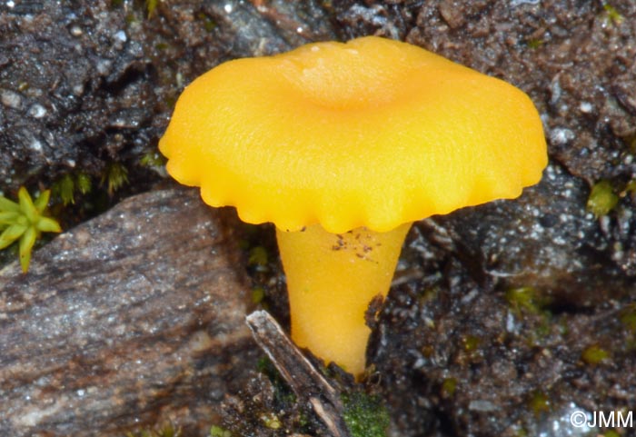 Lichenomphalia alpina