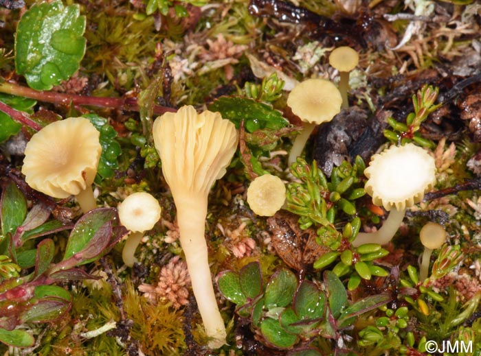 Lichenomphalia alpina
