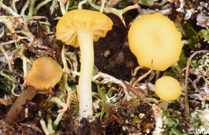Lichenomphalia alpina