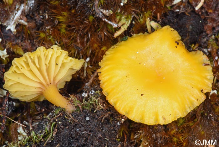 Lichenomphalia alpina