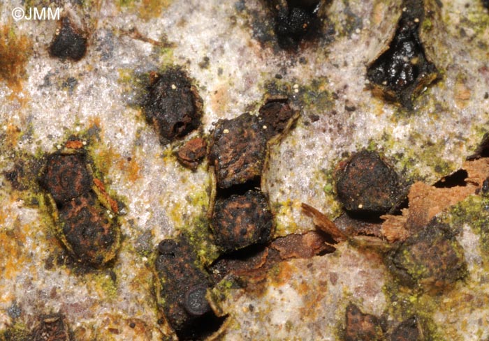 Melogramma bulliardii = Melogramma campylosporum