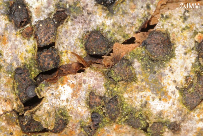 Melogramma bulliardii = Melogramma campylosporum
