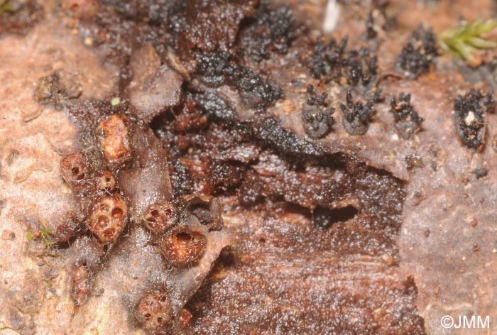 Nectria balansae & Eutypella stellulata