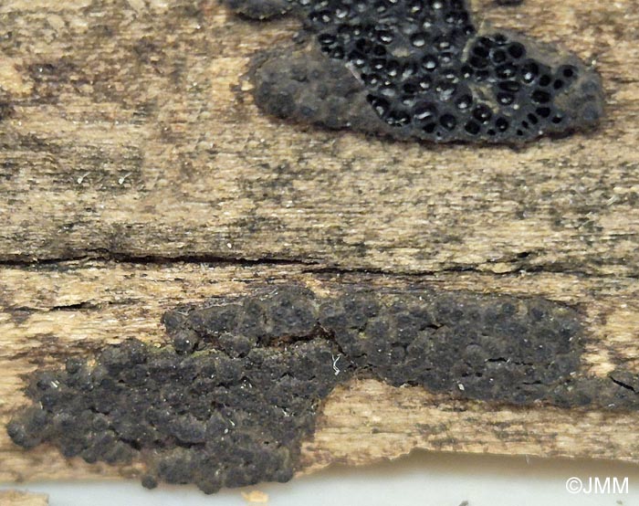 Nemania chestersii