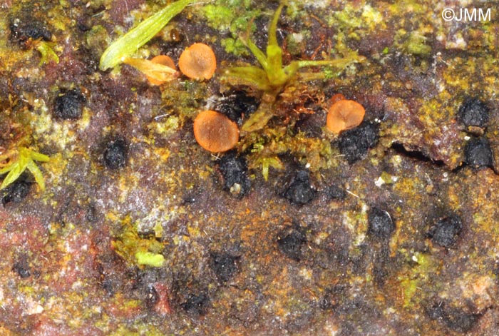 Orbilia comma & Quaternaria dissepta