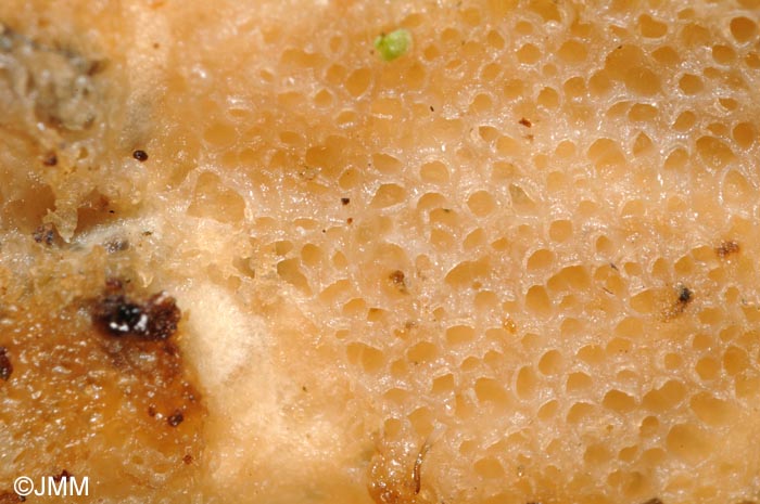 Porotheleum fimbriatum