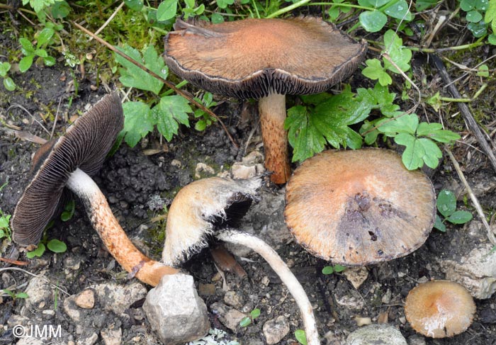 Lacrymaria lacrymabunda = Lacrymaria velutina = Psathyrella lacrymabunda