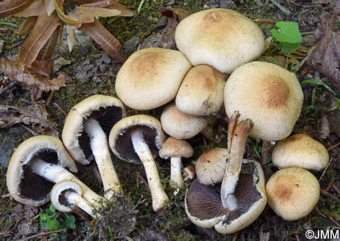 Lacrymaria lacrymabunda = Lacrymaria velutina = Psathyrella lacrymabunda