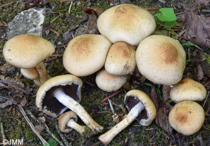 Lacrymaria lacrymabunda = Lacrymaria velutina = Psathyrella lacrymabunda