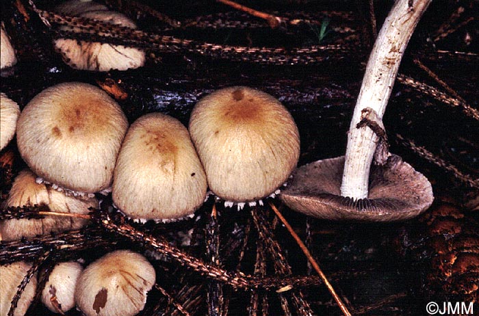 Lacrymaria lacrymabunda = Lacrymaria velutina = Psathyrella lacrymabunda