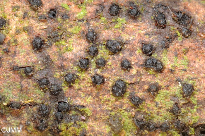 Quaternaria dissepta = Eutypella dissepta