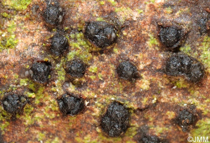 Quaternaria dissepta = Eutypella dissepta