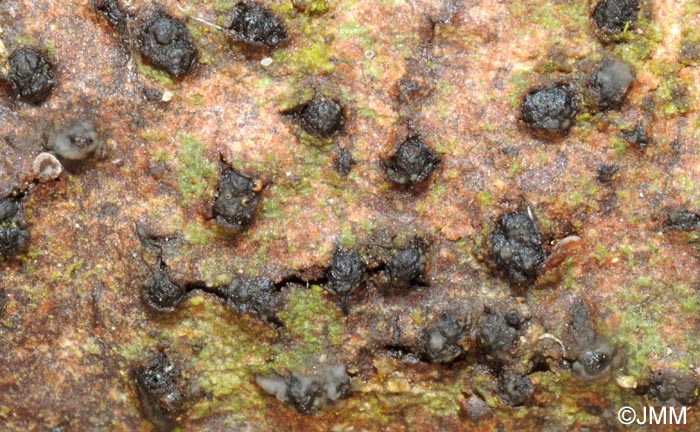 Quaternaria dissepta = Eutypella dissepta