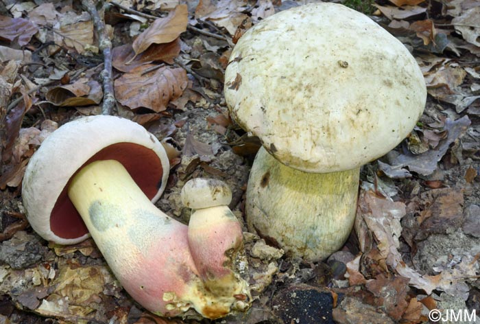 Rubroboletus satanas